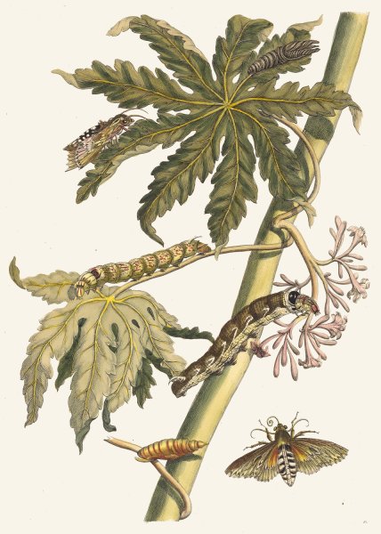 Papay  by Maria Sibylla Merian - Hand-Painted Oil Painting Reproduction