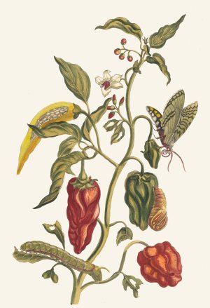 Poivre d'jnde by Maria Sibylla Merian Oil Painting