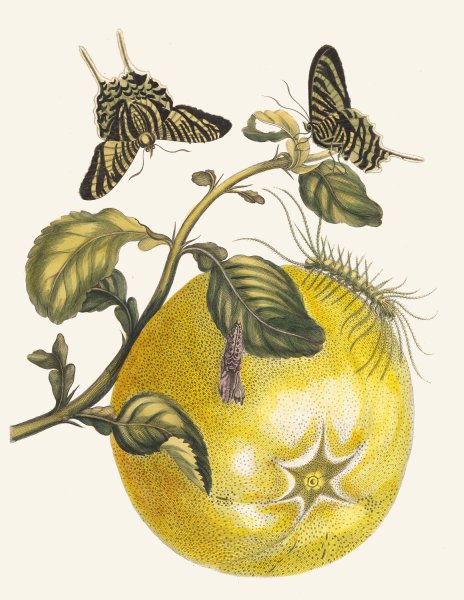Pompelmous  by Maria Sibylla Merian - Hand-Painted Oil Painting Reproduction