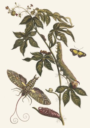 Ricinus d'Amerique by Maria Sibylla Merian Oil Painting