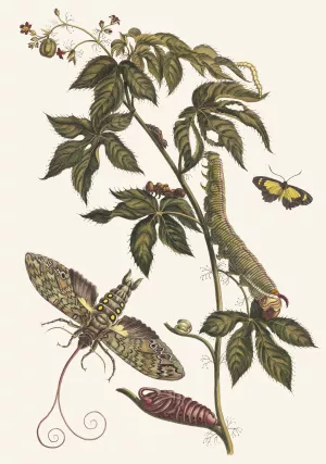 Ricinus d'Amerique by Maria Sibylla Merian Oil Painting