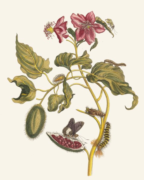 Rocu  by Maria Sibylla Merian - Hand-Painted Oil Painting Reproduction