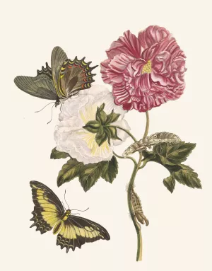 Rosier Oil painting by Maria Sibylla Merian