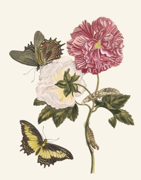 Rosier  by Maria Sibylla Merian - Hand-Painted Oil Painting Reproduction