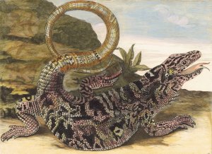 Sauvegarde by Maria Sibylla Merian Oil Painting