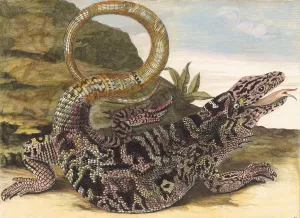 Sauvegarde Oil painting by Maria Sibylla Merian