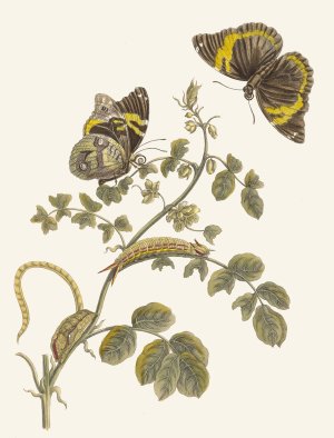 Slaaperljes by Maria Sibylla Merian Oil Painting