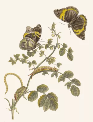 Slaaperljes by Maria Sibylla Merian Oil Painting