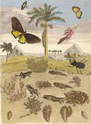 Stag beetle, Amphibians, and Palm trees by Maria Sibylla Merian Oil Painting