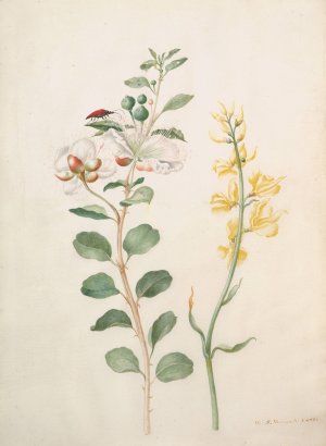 Study of Capers, Gorse, and a Beetle by Maria Sibylla Merian Oil Painting