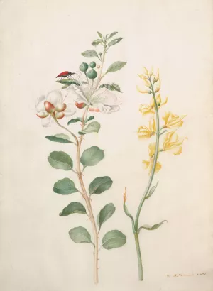 Study of Capers, Gorse, and a Beetle by Maria Sibylla Merian Oil Painting