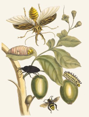 Tabrouba by Maria Sibylla Merian Oil Painting