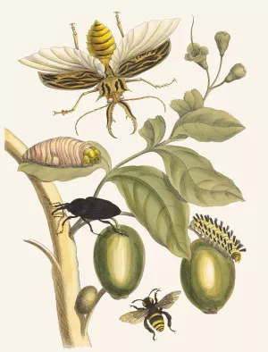 Tabrouba Oil painting by Maria Sibylla Merian