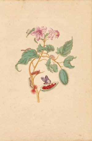 The Rocu Tree with Caterpillars, Moths, and Butterflies by Maria Sibylla Merian Oil Painting