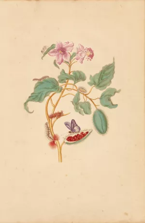 The Rocu Tree with Caterpillars, Moths, and Butterflies by Maria Sibylla Merian Oil Painting