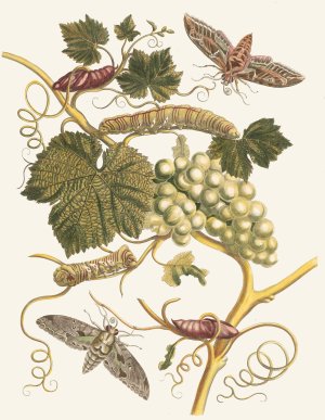 Vigne blanche d'Amerique by Maria Sibylla Merian Oil Painting