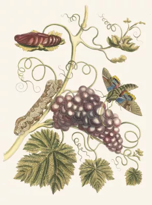 Vigne d'Amerique by Maria Sibylla Merian Oil Painting