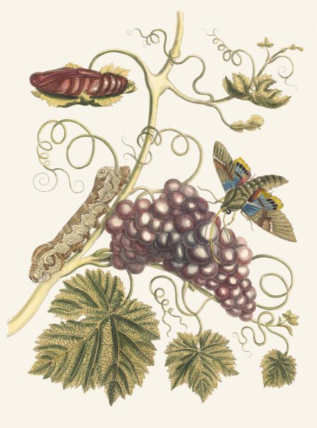 Vigne d'Amerique  by Maria Sibylla Merian - Hand-Painted Oil Painting Reproduction