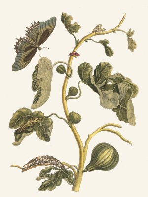 White Guava by Maria Sibylla Merian Oil Painting