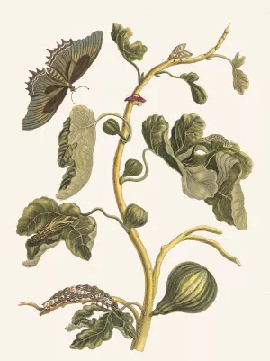 White Guava by Maria Sibylla Merian Oil Painting