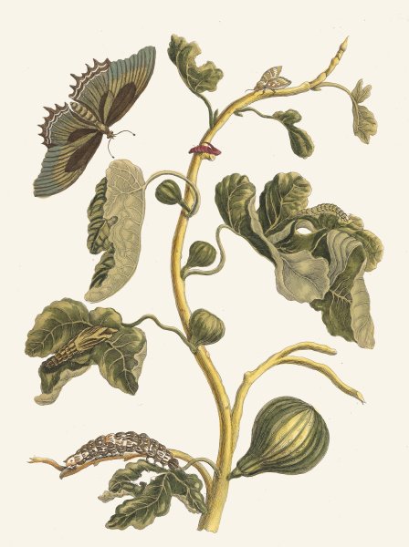 White Guava  by Maria Sibylla Merian - Hand-Painted Oil Painting Reproduction