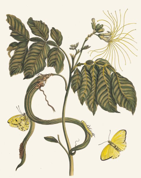 Wycke-Bockies  by Maria Sibylla Merian - Hand-Painted Oil Painting Reproduction