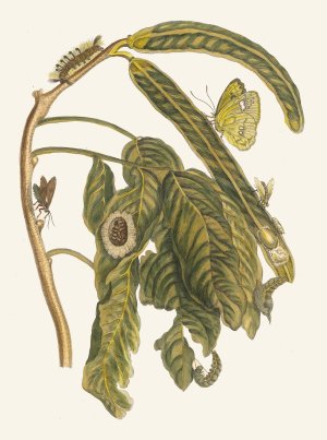 Zoete Boonen-Boom by Maria Sibylla Merian Oil Painting
