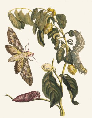 Zursak by Maria Sibylla Merian Oil Painting