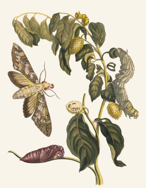 Zursak  by Maria Sibylla Merian - Hand-Painted Oil Painting Reproduction