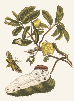 Zuursak by Maria Sibylla Merian Oil Painting