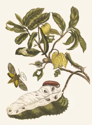 Zuursak by Maria Sibylla Merian Oil Painting