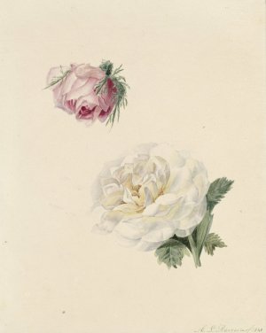 Studies van een roze en een witte roos by Marie Louise Praetorius Oil Painting