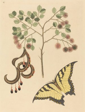 Cat's Claw by Mark Catesby Oil Painting
