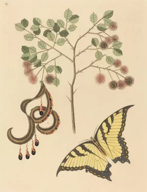 Cat's Claw by Mark Catesby Oil Painting