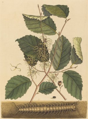 Centipede Oil painting by Mark Catesby