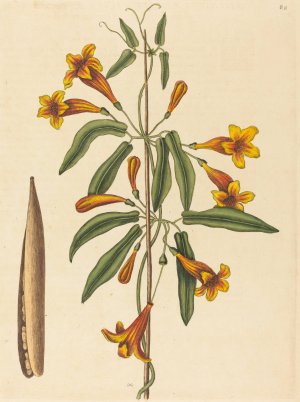 Cross-vine Oil painting by Mark Catesby