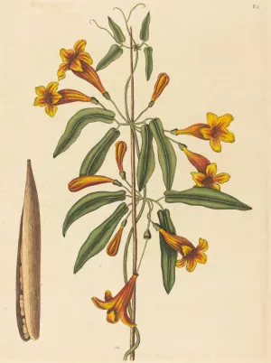 Cross-vine by Mark Catesby Oil Painting