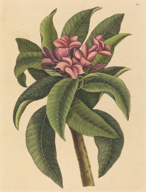 Red Frangipanni by Mark Catesby Oil Painting