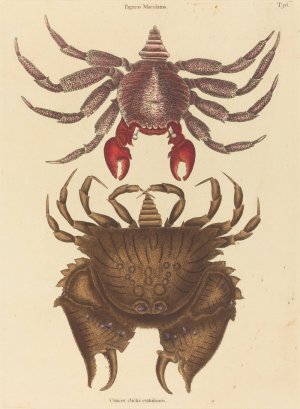 Red Mottled Rock-crab by Mark Catesby Oil Painting