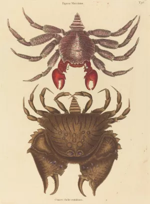 Red Mottled Rock-crab by Mark Catesby Oil Painting