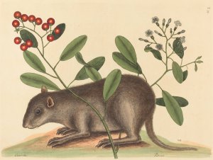 The Bahama Coney by Mark Catesby Oil Painting