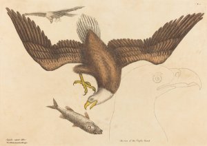 The Bald Eagle by Mark Catesby Oil Painting