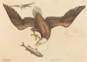 The Bald Eagle by Mark Catesby Oil Painting