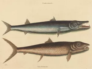 The Barracuda by Mark Catesby Oil Painting
