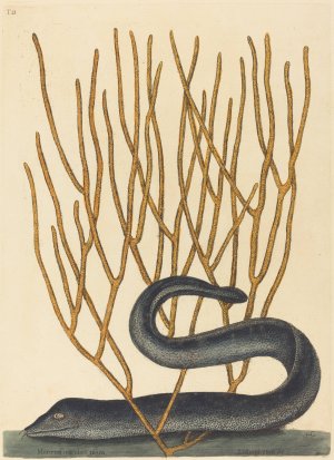 The Black Muray by Mark Catesby Oil Painting