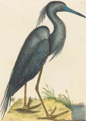 The Blue Heron Oil painting by Mark Catesby