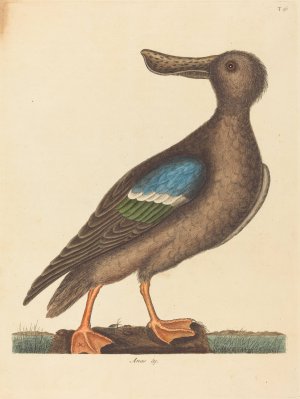 The Blue Winged Shoveler by Mark Catesby Oil Painting