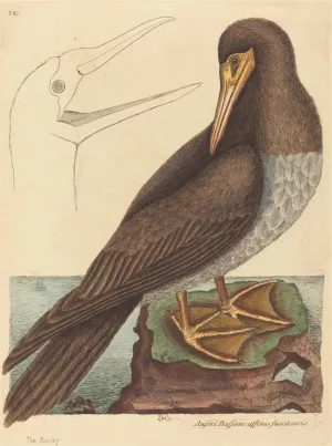 The Booby by Mark Catesby Oil Painting