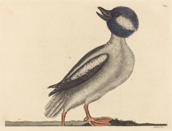 The Buffel's Head Duck  by Mark Catesby - Hand-Painted Oil Painting Reproduction