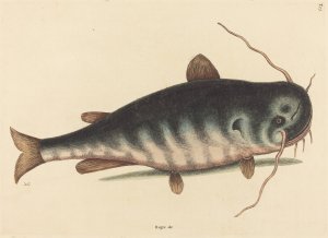 The Cat Fish by Mark Catesby Oil Painting